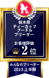 みんなのブリーダー プードル部門 2019年上半期