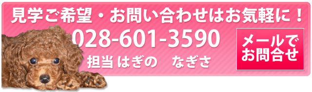 見学ご希望・お問い合わせはお気軽に！電話028-601-3590担当はぎのなぎさ。入力簡単なメールでのお問合せもおすすめです。