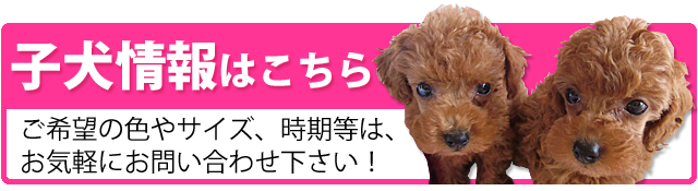 プードル子犬情報はこちらをクリックしてください。ご希望のサイズや色、時期等は、お気軽にお問合せ下さい。