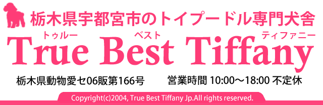 栃木県宇都宮市のトイプードル専門犬舎トゥルーベストティファニー、栃木県動物愛セ06販第166号、営業時間10:00～18:00不定休