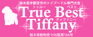 栃木県宇都宮市のトイプードル専門犬舎トゥルーベストティファニー栃木県動物愛セ06販第166号