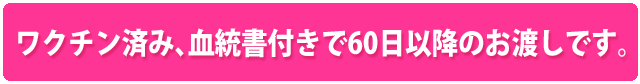 ワクチン済み、血統書付きで60日以降のお渡しです。